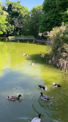 The video shows a pond with ducks swimming in it. The water is a murky green color, and the pond is surrounded by trees and foliage. Some ducks are diving in the water to eat pieces of bread.