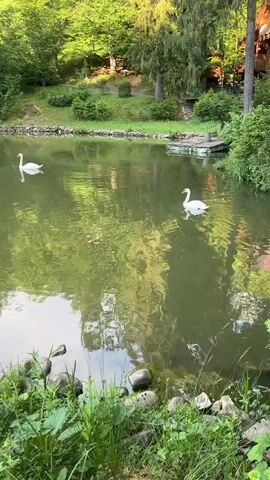 The video shows a tranquil lake surrounded by lush greenery and trees. Two white swans gracefully glide across the calm water. The reflection of the trees and sky shimmers on the water's surface. On the far bank, a rustic wooden structure and a small dock are visible. The foreground of the video features stones and wild grass, adding to the natural beauty of the scene. The overall atmosphere is serene and peaceful.