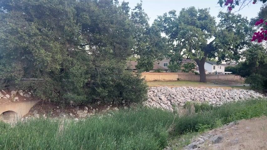 The image displays an outdoor scene, likely a residential area bordering a natural or managed dry creek bed, consistent with locations like Oak Park, USA.

**Subjects:**
*   **Scene:** A tranquil landscape featuring a dry wash or storm channel, flanked by natural vegetation and residential structures in the background.
*   **Objects:**
    *   **Natural:** Prominent large, mature oak trees with dense green foliage line the banks of the wash. Smaller green bushes and tall grasses/reeds fill the bed of the wash. A significant amount of light-colored riprap (large rocks) forms the banks of the channel. On the far right, a vibrant bougainvillea plant with numerous clusters of pinkish-red flowers hangs over a wall.
    *   **Man-made:** A dirt path or trail runs along the right side of the frame. In the background, beyond the trees and a light-colored brick wall, several single-story suburban houses are visible; one is white, and another appears to be a lighter, possibly tan, color. A chain-link fence is also discernible behind the white house. A concrete culvert opening is visible on the far left, at the base of the bank.
*   **People:** No people are visible in the image.

**Activity or event:**
There is no specific activity or event taking place; the scene is static and appears peaceful.

**Notable details:**
*   **Time of day:** The sky is clear and bright with soft, even lighting, suggesting either morning or late afternoon.
*   **Weather:** The weather appears calm and clear, with no clouds visible in the sky.
*   **Location cues:** The presence of large oak trees, bougainvillea, a dry creek bed lined with riprap, and suburban housing are all consistent with a warm-climate, possibly Mediterranean or arid-influenced, residential area. The concrete culvert suggests urban drainage infrastructure.
*   **Emotions:** The scene evokes a sense of peace, quiet, and natural beauty despite the proximity to human habitation.

**Visible text:**
There is no visible text in the image.