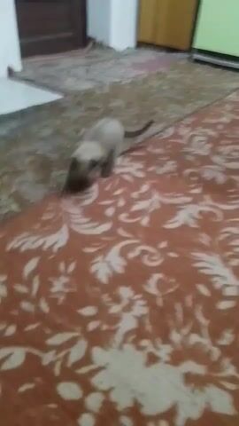 A very brief video shows a kitten on a patterned rug. The kitten is light brown with darker points on its face and tail. It appears to be sniffing or eating something on the floor. The camera then pans quickly to the right and the scene becomes blurry.