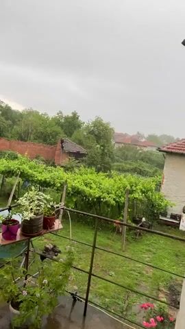 The video presents a view of a rural landscape under heavy rainfall. The sky is overcast and grey, and the sound of falling rain is prominent throughout the clip.

In the immediate foreground, a metal railing defines the viewing perspective, suggesting a balcony or window. To the left, several potted plants, including one with variegated leaves and others with pink flowers, are arranged on a small wooden table.

Beyond the railing, a lush green vineyard occupies the midground, with grapevines trained on a trellis system supported by wooden posts. Clothespegs are visible on some of the lines. To the left of the vineyard, a section of an old brick wall stands, behind which a dilapidated building with a broken roof is visible. Further into the background, a dense cluster of trees and other greenery covers undulating terrain.

Scattered among the trees in the distance are several houses with traditional red tile roofs, blending into the muted, rain-affected backdrop. The overall scene conveys a sense of natural tranquility and the robust impact of the downpour. No text is visible in the video.