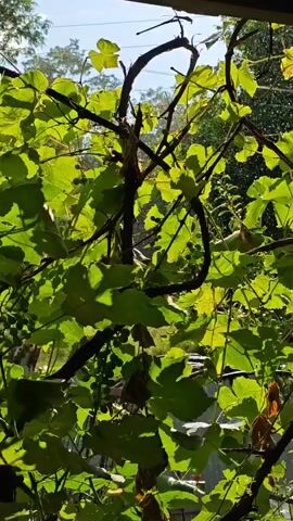 A video captures a close-up view of grapevines with green leaves and some developing grapes. The vines are dark brown and tangled, with sunlight filtering through the foliage, creating a dappled effect. Some leaves are a vibrant green, while others show hints of yellow or brown, suggesting different stages of growth or perhaps the beginning of autumn. The background is slightly blurred but appears to be an outdoor setting with trees and a clear sky. The camera is positioned behind the vines, looking through them towards the outside. No people or animals are visible. The overall impression is one of natural growth and the abundance of a vineyard.