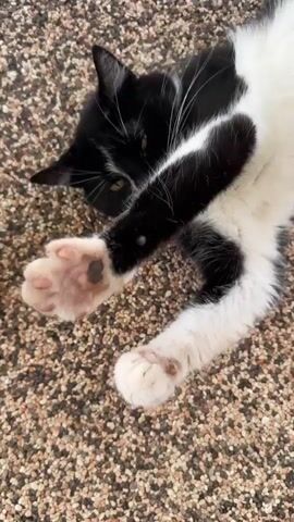 A black and white cat lies on its back on a gravelly surface. The cat's front paws are raised, and one paw is in the foreground, showing its paw pads. The cat's eyes are partially closed, and its ears are perked. The cat appears relaxed and content. A hand reaches into the frame and gently strokes the cat's head. The background is blurred, but it appears to be an outdoor setting.