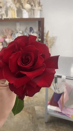 Ordinary moments captured across Yekaterinburg: roses, meals, playground walks