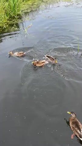A flock of mallard ducks swim in dark, calm water. Green reeds and vegetation line the top edge of the frame. The ducks are mostly facing away from the camera as they swim. One duck in the foreground is looking towards the camera. A person's voice is heard saying "Oi, what's that?" at the end of the clip.