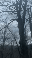 Foggy conditions obscure forest view in Charkovo, Bulgaria