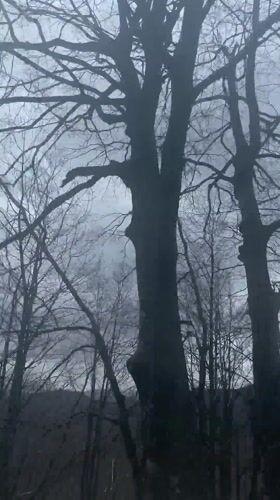 Foggy conditions obscure forest view in Charkovo, Bulgaria