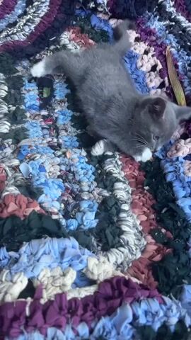 A kitten plays with a small object on a colorful rag rug outdoors. The kitten, gray with white paws, bats at the object and then pounces. The rug is composed of strips of fabric in various colors, including purple, blue, pink, green, and white, woven together. The scene is lit by natural sunlight.