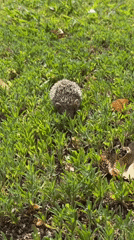 Hedgehog spotted foraging in daylight in Netanya, Israel