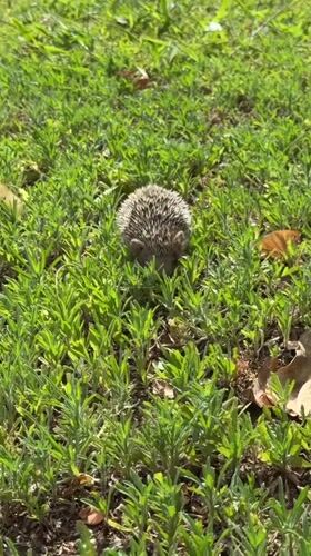 Hedgehog spotted foraging in daylight in Netanya, Israel