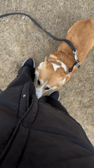 Early morning dog walk with corgi in Krasnoyarsk