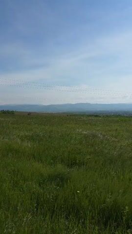 The camera pans from left to right across a field of green grass, dotted with patches of yellow flowers. In the distance, a range of mountains is visible on the horizon, under a blue sky with scattered clouds. As the camera moves, utility poles appear in the scene.
