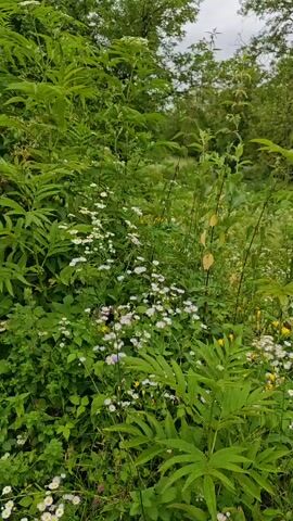 The video opens with a close-up of lush green foliage and small white flowers, characteristic of a meadow or woodland edge. The camera pans to the right, revealing more of the dense vegetation, including larger plants with distinct leaf structures. As the camera continues to move, the scene expands to show a wider landscape. In the background, trees form a dense green canopy, with glimpses of a cloudy sky overhead. Further into the pan, glimpses of rural structures, possibly houses with red roofs, are visible nestled amongst the trees. Two weathered wooden posts are prominently featured in the foreground, suggesting the boundary of a property or an old fence line. The video concludes by showing a dirt path curving to the right, bordered by the overgrown vegetation on the left and a utility pole on the right. The overall impression is a slightly overgrown, natural, and rural environment under an overcast sky.