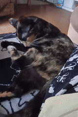 Tortoiseshell cat grooming on a skeleton-print blanket in Amarillo
