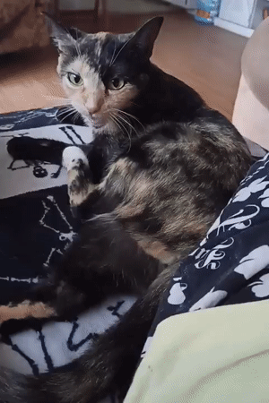 Tortoiseshell cat grooming on a skeleton-print blanket in Amarillo