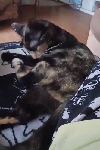 Tortoiseshell cat grooming on a skeleton-print blanket in Amarillo