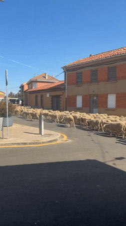 Sheep and goats routed through Arcahueja village streets