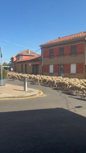 Sheep and goats routed through Arcahueja village streets