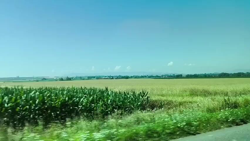 The video appears to have been taken from a moving vehicle, possibly a train or car, showing a rural landscape. A large, yellow-green field stretches out to the horizon under a clear, light blue sky. In the distance, there are faint outlines of buildings and trees, suggesting a small town or village. The immediate foreground contains green vegetation along the roadside. The camera remains relatively still, capturing the passing scenery.  There are no discernible people or interactions visible in the frame.