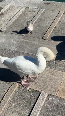 A white adult swan is on a paved walkway near a body of water. Its head is curved down, and it appears to be preening its feathers. A small gray cygnet stands a few feet behind the adult swan, facing away from the camera. The walkway is made of large, rectangular concrete slabs. The water is visible in the upper right corner of the frame. The sun is shining, casting shadows on the ground.