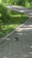 Lazy summer afternoon at a Naperville park with wildlife and people