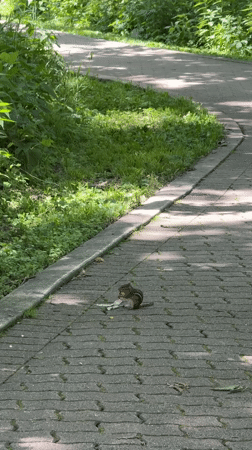 Lazy summer afternoon at a Naperville park with wildlife and people