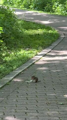 A chipmunk is on a paved walkway, eating a piece of food. It is facing left and holding the food in its paws. The walkway is made of grey bricks and curves to the right. To the left of the walkway is a patch of green grass and lush vegetation. Sunlight filters through the trees, casting shadows on the walkway. The overall scene is an outdoor, natural setting.