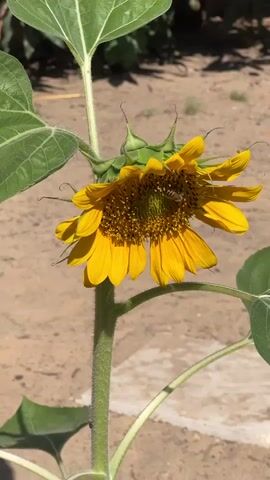 A close-up, vertical shot focuses on a single sunflower in the process of blooming. The sunflower's bright yellow petals are unfurling, revealing a dark, seed-filled center. A small bee is visible on the face of the sunflower, actively collecting pollen. The stem of the sunflower is thick and green, with a fuzzy texture. Large, green leaves extend from the stem, partially framing the flower. The background is softly blurred, showing a sandy or dirt ground with hints of green foliage in the distance, suggesting an outdoor garden setting. The lighting is bright and natural, casting subtle shadows. The video appears to be a still image or a very slow zoom.