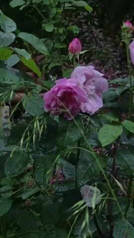 The video shows a close-up of a rose bush with pink and lighter pink roses. Raindrops are visible on the leaves and petals, suggesting it is raining or has recently rained. The background is blurred and appears to be a garden setting with green foliage. The camera is focused on the roses, with a rose bud also visible above the open flowers.