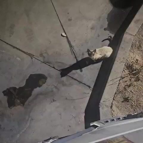 A light-colored cat with dark markings on its face and ears sits on a concrete surface. The cat is facing the camera and appears to be looking upwards. A long shadow of the cat stretches out across the concrete. There are a few small pieces of what appears to be food or debris scattered on the ground near the cat. The environment seems to be outdoors, possibly a patio or walkway, with dried vegetation visible to the right of the frame. The lighting suggests it may be evening or early morning.