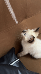 Siamese kitten plays on a couch in Karanganyar
