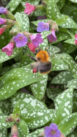 Spring flowers and seasonal decorations documented in Votkinsk, Russia