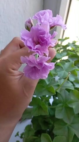 A close-up shot focuses on a hand holding a cluster of delicate, pale purple flowers, likely geraniums, against a backdrop of lush green leaves and a plain white wall. The hand is positioned in the lower left of the frame, with fingers gently cupping the flower stems. The flowers are in various stages of bloom, with some fully open and others still developing buds. The lighting suggests an outdoor or well-lit indoor environment, casting soft shadows and highlighting the velvety texture of the petals. The image is slightly blurry, giving a soft-focus effect to the overall composition.