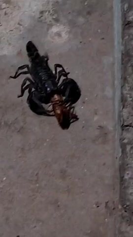 This media file shows a close-up, slightly blurry, overhead view of a black scorpion holding a brown insect in its claws. The scorpion is positioned on a textured, greyish-brown surface, possibly concrete or a similar outdoor material. To the right of the scorpion, a vertical strip of a lighter, rougher textured material is visible, suggesting a wall or the edge of a structure. The lighting is somewhat dim, hinting that it might be evening or a shaded area. The overall scene appears to be an outdoor environment, potentially in Sihanoukville, Cambodia, given the context. There is no visible text in the media file. The activity depicted is the scorpion actively consuming its prey.