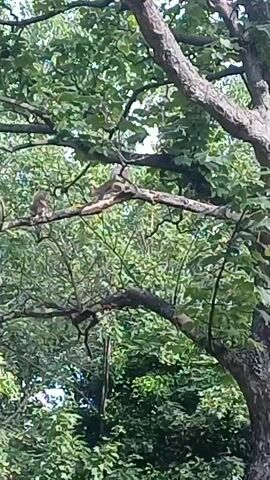 Two squirrels are perched on a tree branch, surrounded by lush green foliage. The squirrels are facing each other and appear to be interacting, with one possibly grooming the other. The scene is dappled with sunlight filtering through the leaves, creating a natural and serene atmosphere.
