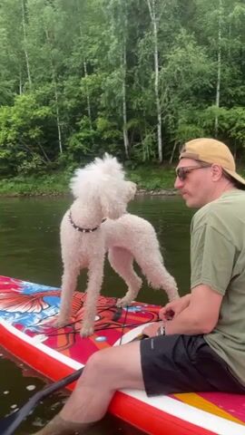 A man in a tan baseball cap and olive green t-shirt sits on a red and white paddleboard on a dark green body of water. A fluffy white poodle with a black studded collar stands on the paddleboard in front of the man. The paddleboard has a colorful design with blue and red imagery. The man is looking to his right, towards the dog. The dog is looking away from the man, to its left. The water is calm. Behind the water is a dense forest with tall green trees, primarily birch and evergreen. The sky is overcast. The man's legs and feet are submerged in the water. He is holding a paddle.