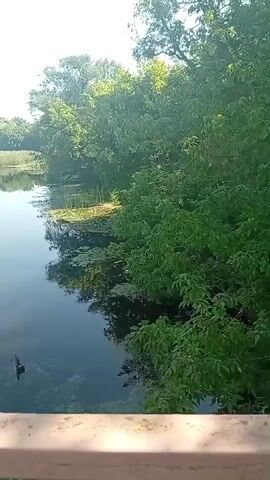 A video taken from a bridge over a dark body of water, likely a river or lake. The water reflects the bright blue sky and surrounding greenery. On the right bank, lush green trees and bushes line the water's edge, with some water lilies visible on the surface of the water. On the left bank, tall reeds or grasses grow thickly. Several small, light-colored objects, possibly buoys or debris, are floating in the water. The bridge railing, made of metal and wood, is visible in the foreground. The overall scene depicts a natural, tranquil environment on a sunny day.