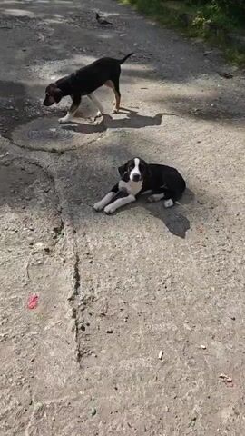 A black and white dog rests on the ground. A hand approaches and gently strokes the dog's head. Another dog is visible in the background.