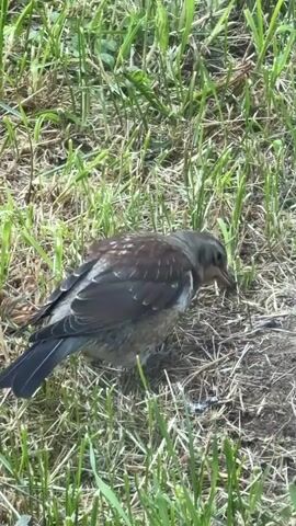 A bird with mottled brown and gray plumage is foraging in short, dry grass with some green blades. The bird is facing to the right, with its head down as if searching for food. Its tail is fanned slightly. The background is out of focus but appears to be more of the same grassy environment. The lighting suggests it is daytime.