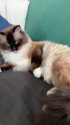 A fluffy, long-haired cat, possibly a Ragdoll, is lying on a dark grey surface, likely a bed or couch. The cat has distinctive markings, with dark brown on its face, ears, and paws, transitioning to a creamy white and light brown on its body. Its eyes are blue. The cat is actively grooming itself, extending its tongue to lick its fur on its side. In the background, a light green wall and a white pillow are visible, suggesting an indoor setting. The cat is the sole subject and is focused on its self-grooming activity.