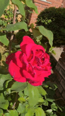 Red and yellow roses in bloom at a Woodburn garden