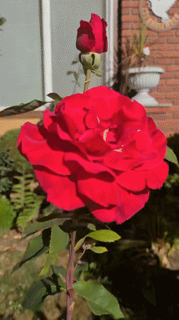 Red and yellow roses in bloom at a Woodburn garden