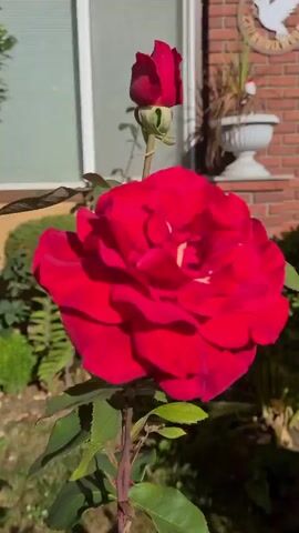 The video pans across a garden scene on a sunny day. In the foreground, a tall red rose bush is prominent, with a large red rose in bloom and lush green leaves. The camera then moves down to reveal a cluster of small pink flowers growing at the base of the rose bush. In the background, a brick wall and more greenery can be seen, suggesting a backyard or garden setting. The footage appears to be shot handheld, with some movement and slight blurring.
