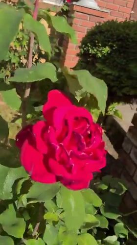 Red and yellow roses in bloom at a Woodburn garden