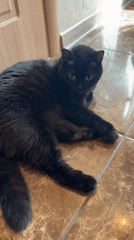 Black cat lounging and socializing on a tiled apartment floor