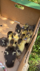 Ducklings Found Huddled in Cardboard Box in Vidin