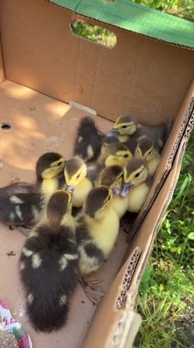 Ducklings Found Huddled in Cardboard Box in Vidin