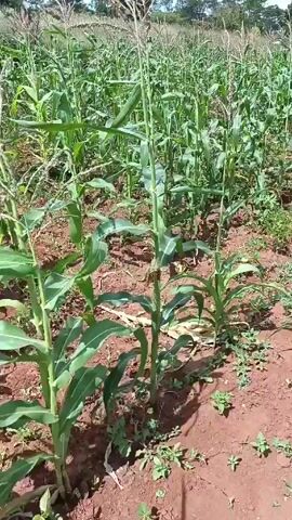 The video shows a field of corn plants. The plants are green and growing in red soil. There are other plants growing near the base of the corn stalks. Trees are visible in the background under a blue sky. The camera moves slightly through the field, showing the density of the corn plants.