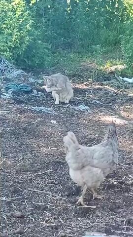 The video opens with a close-up of a chicken walking on a patch of dry earth, likely a farm or rural setting. The chicken is light brown and white, with a fluffy tail and appears to be pecking at the ground. In the background, a light brown cat is sitting upright, grooming itself. The cat is facing away from the camera, with its back to the viewer. Behind the cat, there are green bushes and trees, suggesting an outdoor environment. The lighting indicates it is daytime, possibly late afternoon or early evening due to the soft light. The ground is covered in a mixture of dry leaves, twigs, and dirt. A partially visible white object is in the lower right corner of the frame. The overall impression is a peaceful, rural scene.