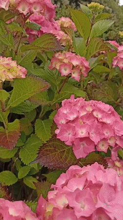 Donegal village gardens and coastal edges, one summer afternoon